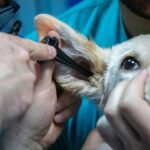 dog taken medication